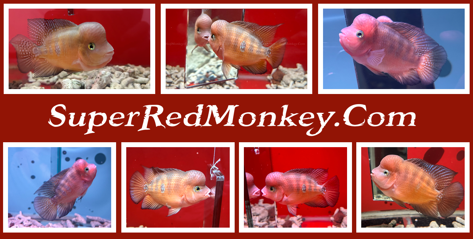 Super Red Monkey Flowerhorn